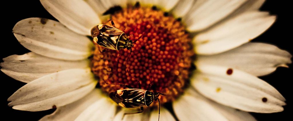 Built By Bees