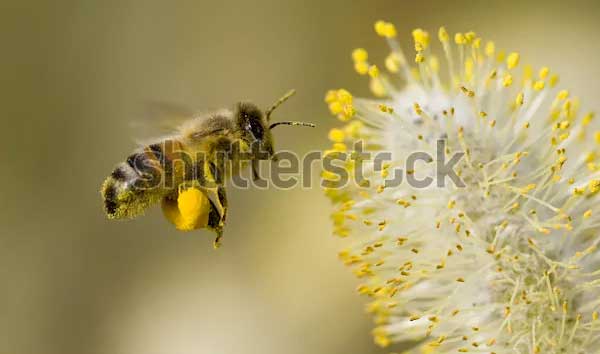 Built By Bees