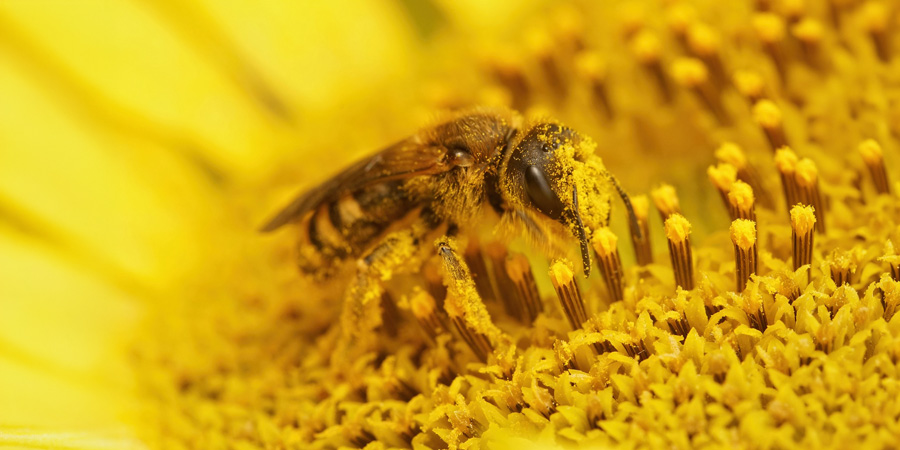 Close-up of a pollen-covered bee collecting nectar on a bright yellow sunflower