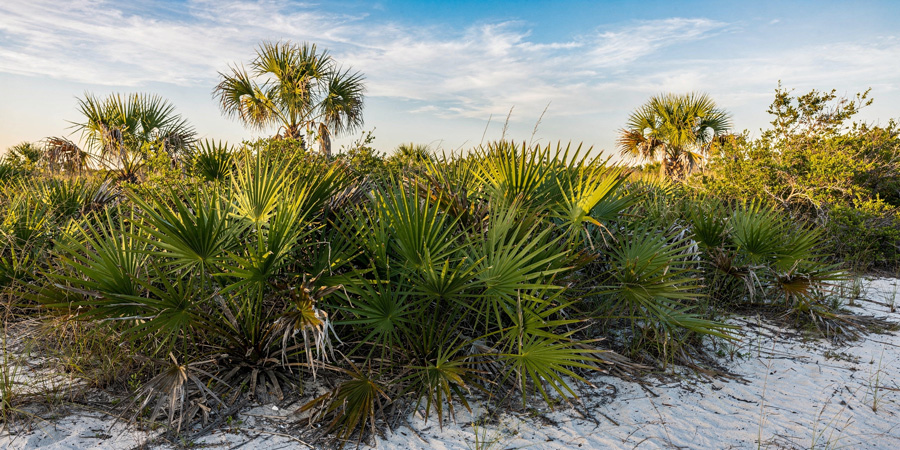 Coastal scene of saw palmetto shrubs and palm trees on sandy ground under a blue sky