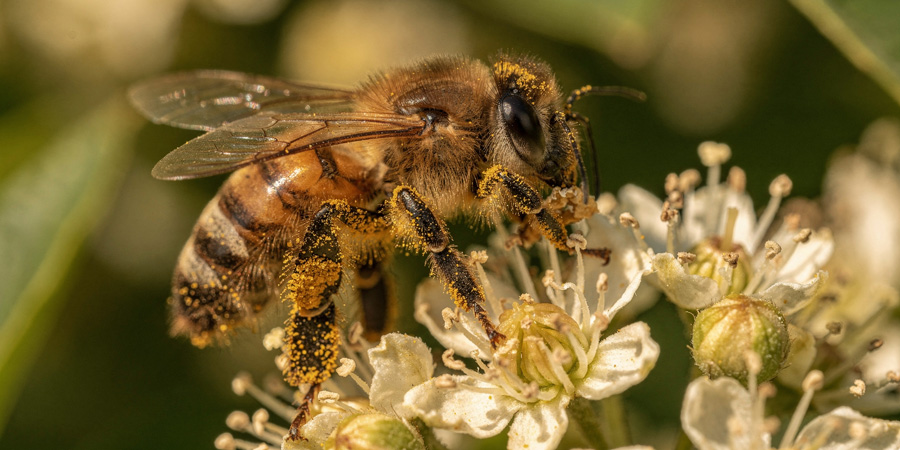 Pollen-covered bee collecting nectar from small white blossoms in a close-up macro nature pollination shot