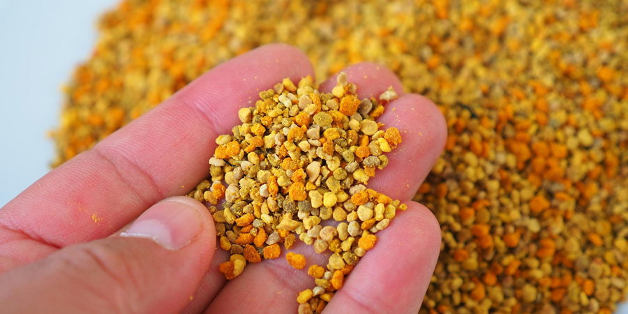 Close-up of hand holding bee pollen granules with a pile of pollen blurred in background